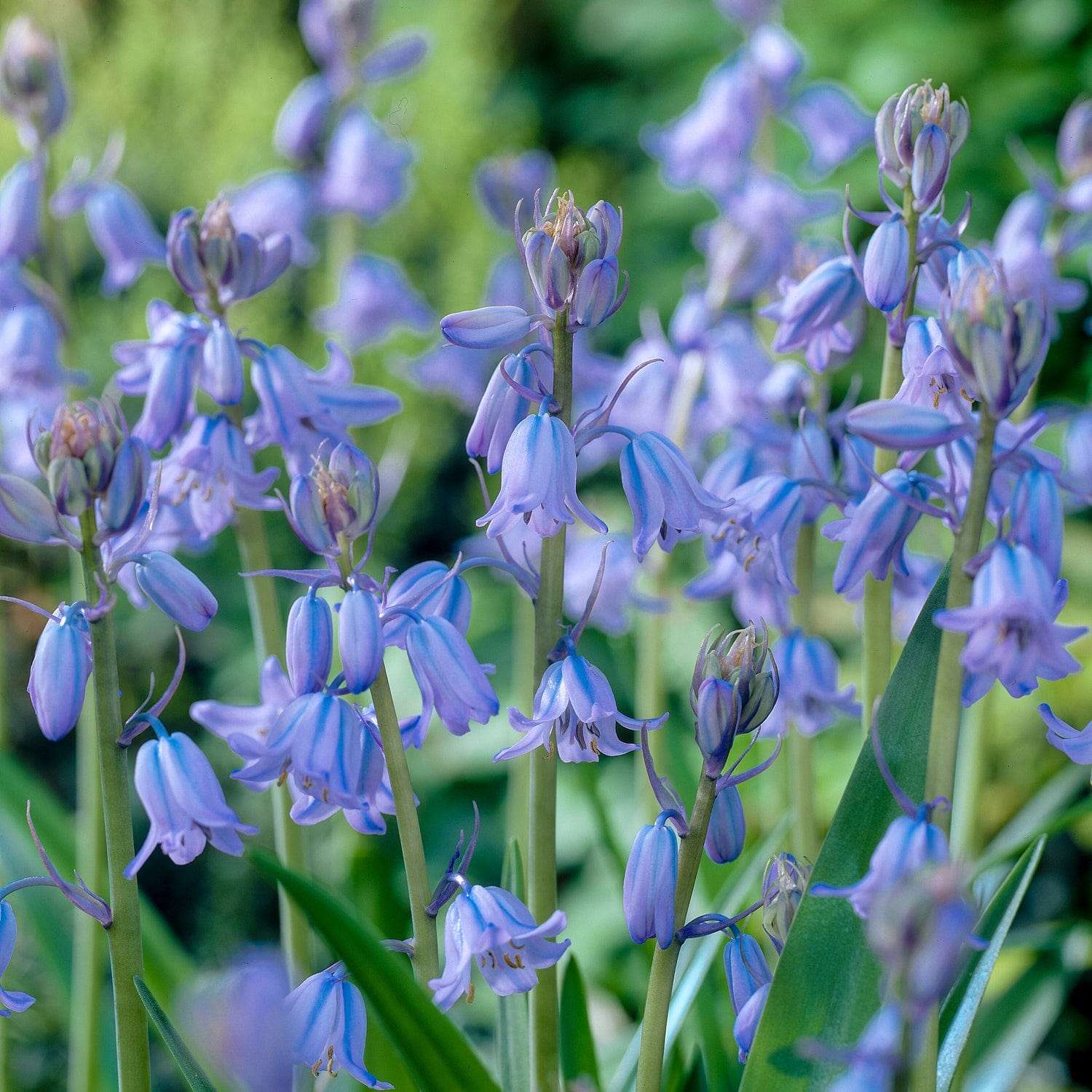Hasenglöckchen 'Blue'